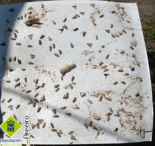Polilla del Racimo - Grapevine moth - Couza do acio >> Captura de machos de Lobesia de primera generacion .jpg
